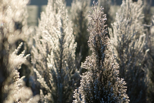 Thuja coniferous branch in the snow illuminated by the sun