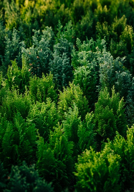 Thuja een groenblijvende naaldplant in de tuin