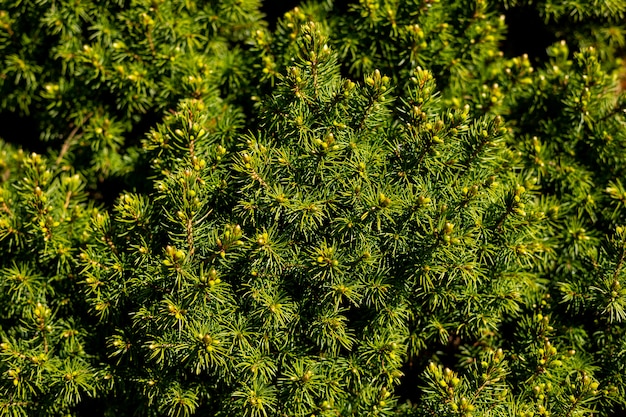 Thuja 상록 소나무 나무 가지를 닫습니다.