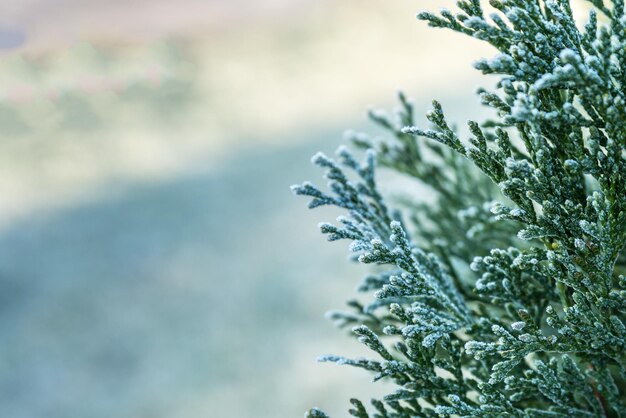 첫 서리 동안의 Thuja 서리로 덥은 흰색 화창한 아침 Bokeh