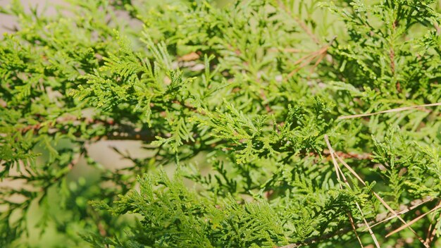 Thuja genus of coniferous trees concept of planting and growing selective focus