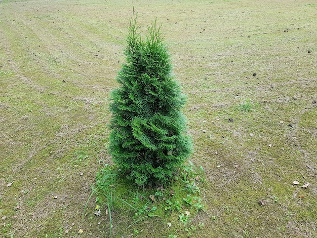 Thuja is een geslacht van naaktzadigen naaldplanten van de Cypress familie Cupressaceae