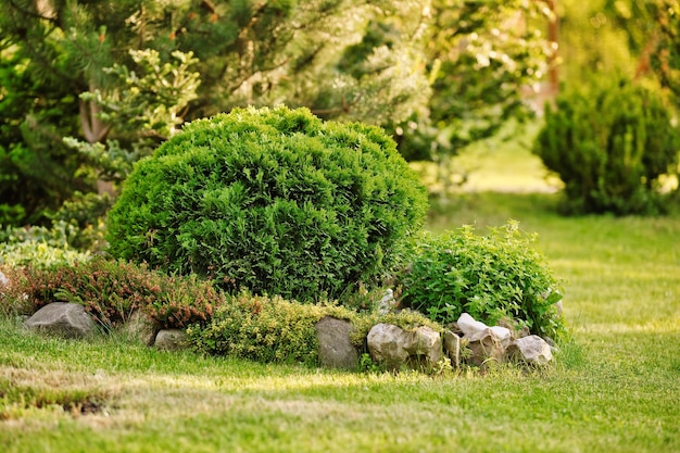 Thuja occidentalis danica struik in de tuin Decoratieve thuja voor landschapsontwerp