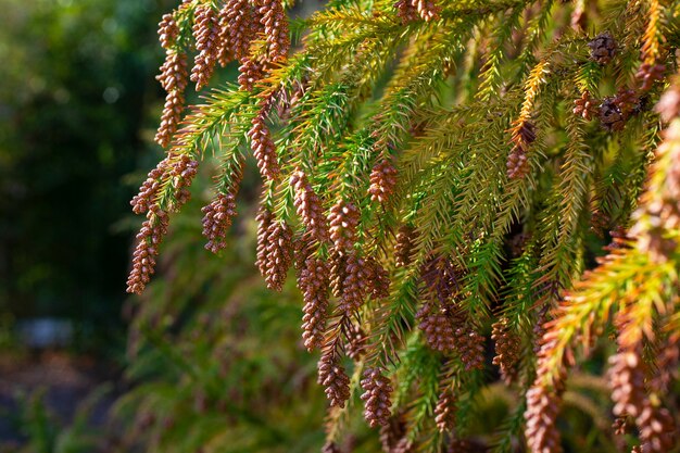 Thuja occidentalis is een groenblijvende naaldboom, in de cipresfamilie Cupressaceae.een bult op een tak. Blossom.Closeup lente in het bos