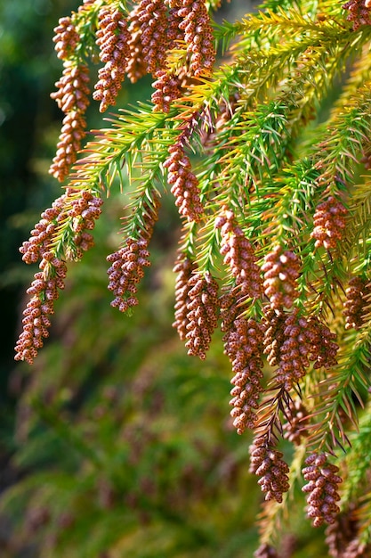 Thuja occidentalis is een groenblijvende naaldboom, in de cipresfamilie Cupressaceae.een bult op een tak. Blossom.Closeup lente in het bos