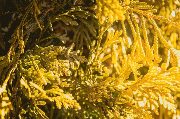 Фото thuja occidentalis, известная как золотая капля, ярко светится сегодняшним солнцем.
