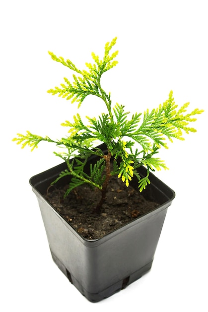 Thuja occidentalis Mirjam 흰색 배경에 고립입니다. 침엽수