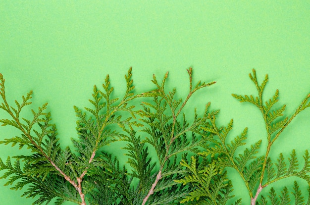 Thuja occidentalis tak op heldergroene achtergrond. Studiofoto.