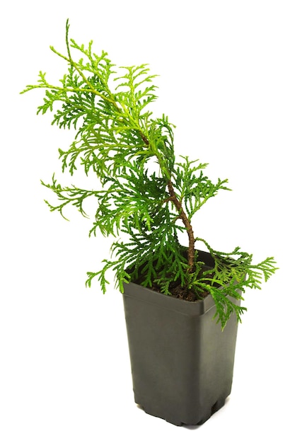 흰색 배경에 고립 된 냄비에 Thuja occidentalis Wagneri