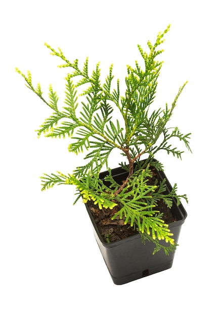 흰색 배경에 고립 된 냄비에 Thuja occidentalis Wagneri