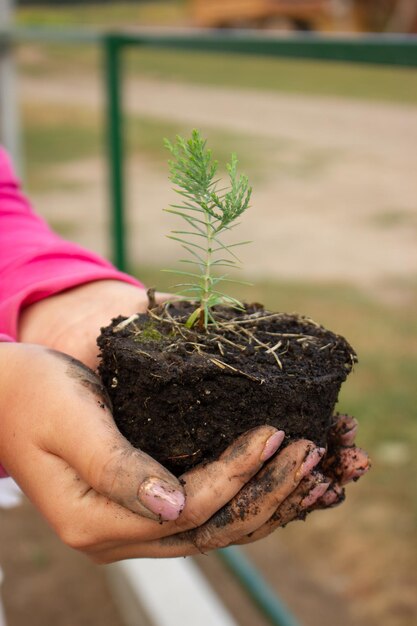 Thuja seedlings in hands Preparation for planting in open ground