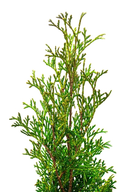 Foto thuja takken close-up geïsoleerd op witte achtergrond