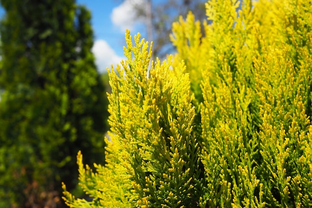 Thuja-takken Groene en gele naalden Thuja is een geslacht van naaktzadigen van naaldplanten van de Cypress-familie Cupressaceae Soort van dit geslacht dat in de tuinbouw wordt gebruikt als sierplant