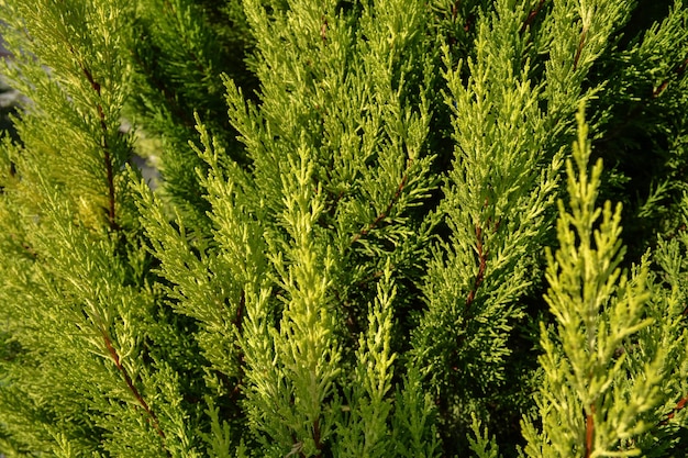 Thuja texture Green thuja tree branches and leaves as natural background