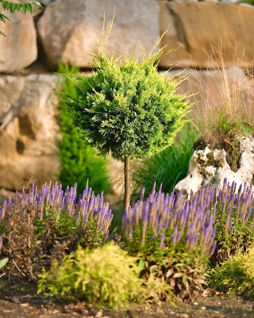 写真 庭の外でボール状のトゥジャの木 景観デザインの<unk>葉の常緑植物