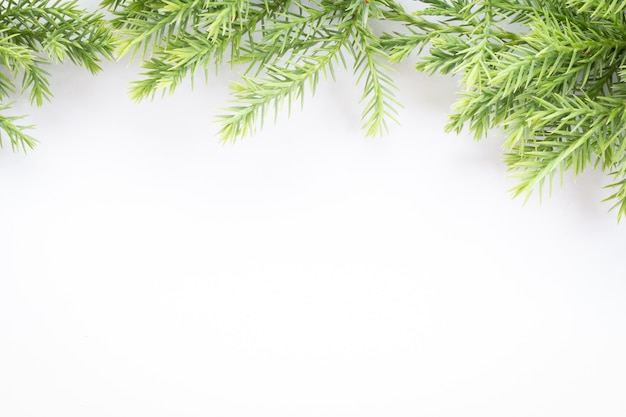 Bordo di natale di thuja ramoscello su sfondo bianco.