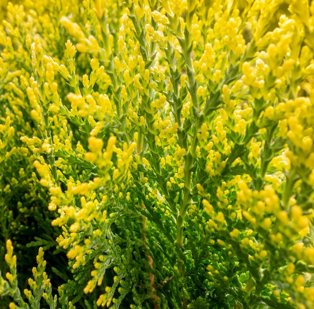 Thuja vegetation closeup