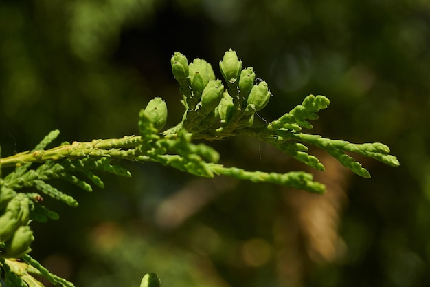 Thuja Young shoots