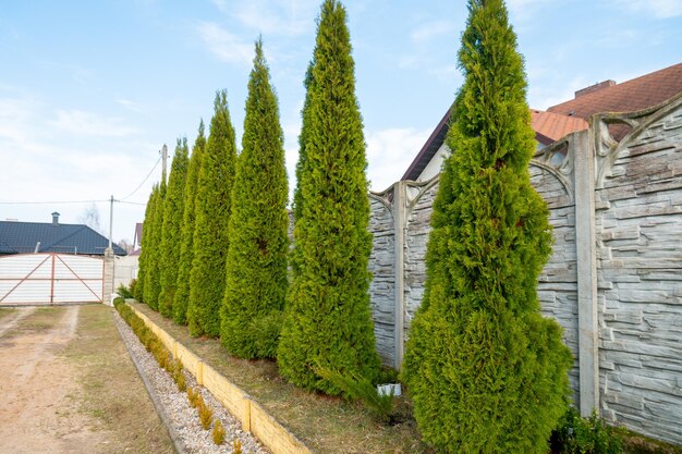 Thujas planted in the courtyard of a house