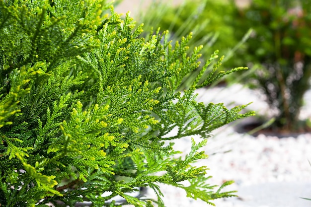 thujopsis dolabrata in garden