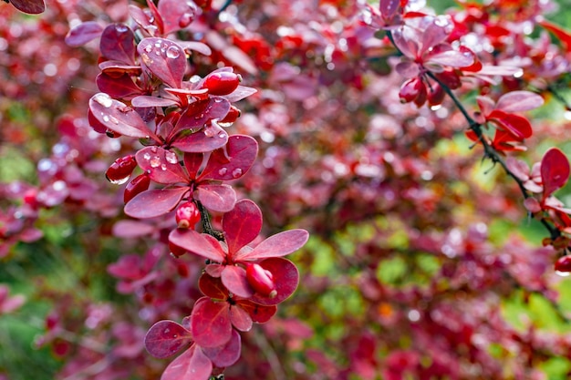 Foto thunberg-berberis