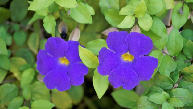 Thunbergia erecta는 Bush clockvine Kings mantle Purple bell 등으로도 알려져 있습니다.