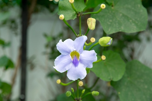 Thunbergia grandiflora, 아름다운 블루 벵골 트럼펫 꽃