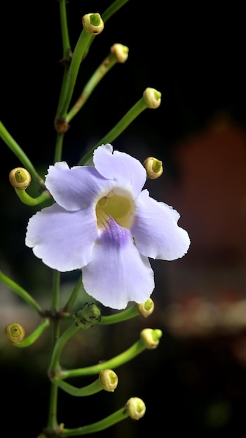 Thunbergia grandiflora는 푸른 하늘꽃으로 알려진 다년생 상록 덩굴입니다