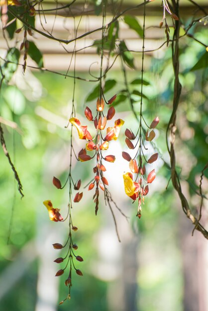 툰베리아 미소렌시스(Thunbergia mysorensis)는 페르골라에 매달려 자라는 아름다운 꽃으로 선택적 초점입니다.