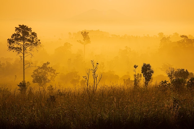 Thung Salaeng Luang National Park Prachtige groene heuvels gloeiende warme zonsopgang Dramatische glans