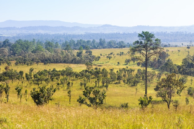 Thung salaeng Luang National Park. Savannah field and pine tree. Northern of Thailand