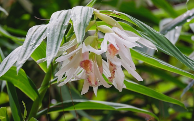 Thuniaアルバ蘭の花は自然の中でクローズアップ植物園の美しい白い蘭