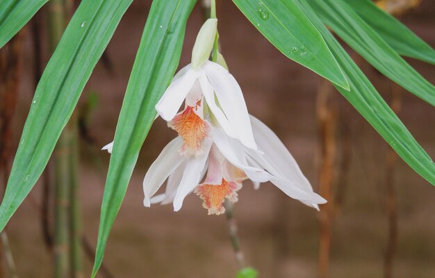 Le orchidee thunia alba fioriscono da vicino in natura bellissime orchidee bianche nel giardino botanico