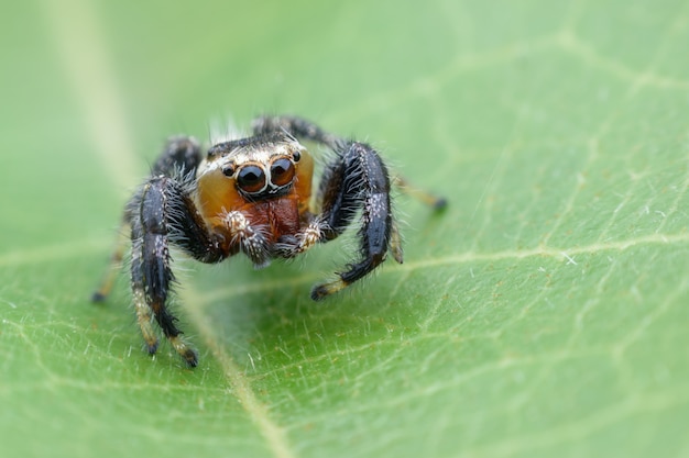 Thyene imperialisまたは緑色の葉の上にジャンプクモ