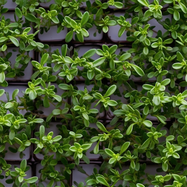 Thyme as seamless tiles