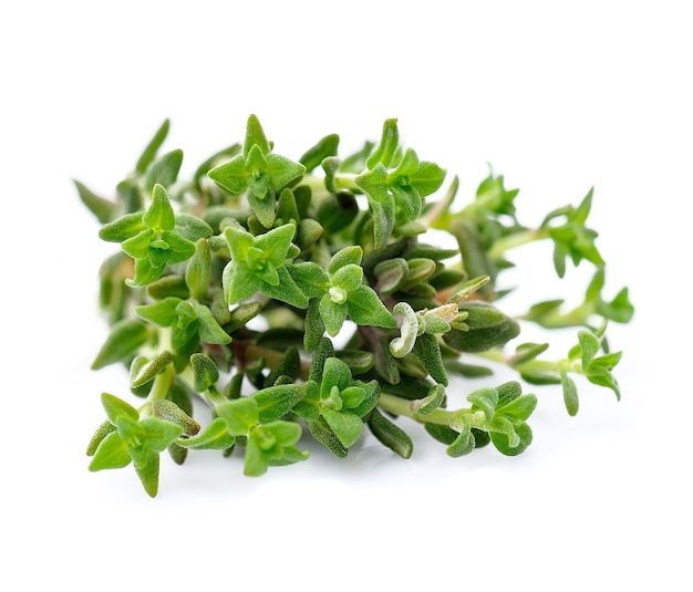 Thyme fresh herb isolated