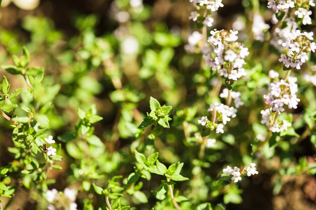 Thyme in the garden