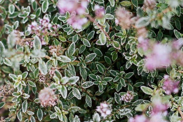 Thyme leaves covered with hoarfrost