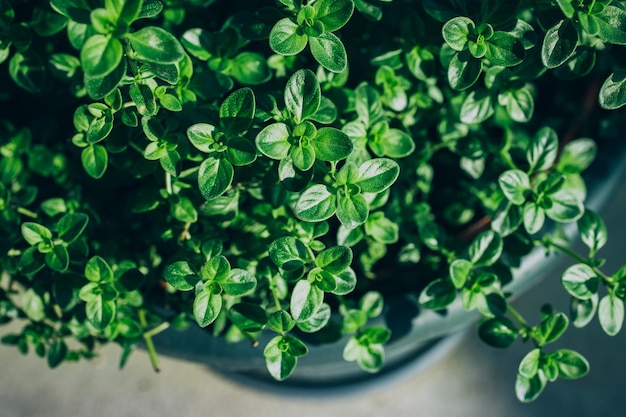 写真 オーガニック ハーブ ガーデンで育つタイムの植物 タイムの背景