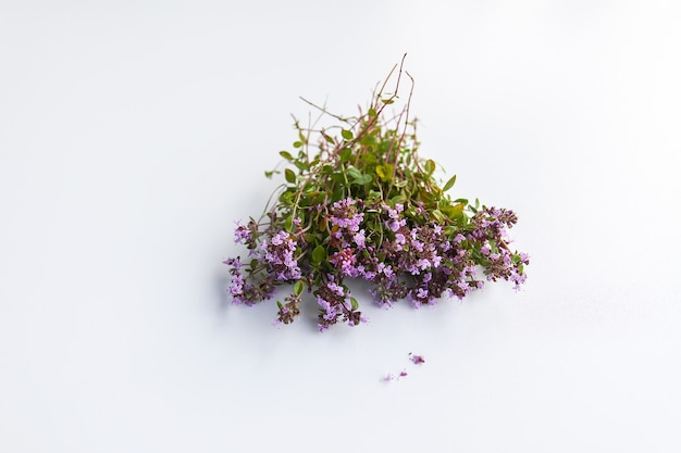 Thyme plant. Summer medical herbs bunch on white background.