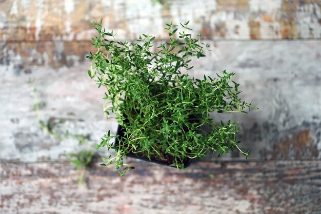 Thyme in a pot on a grungy table