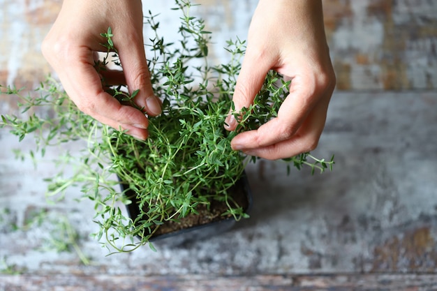 Thyme in a pot on a grungy table