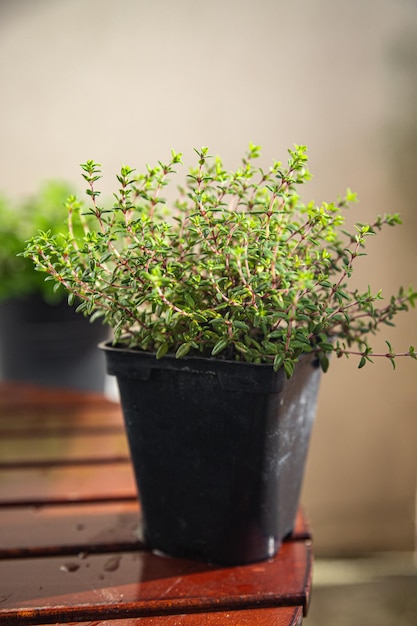 thyme in pot spice indoor plant healthy food snack on the table copy space food background rustic