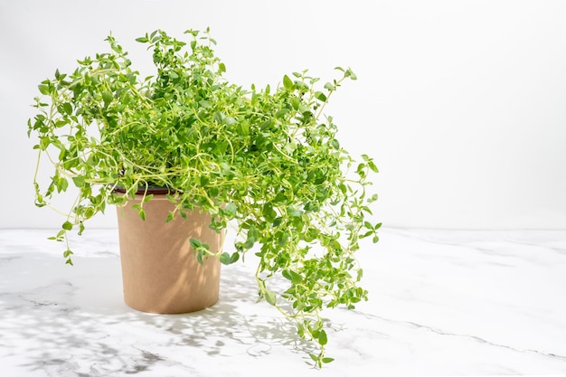 a thyme in a pot stands against a white background an aromatic herb for culinary recipes