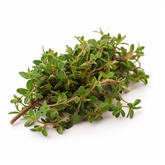 Thyme on white background