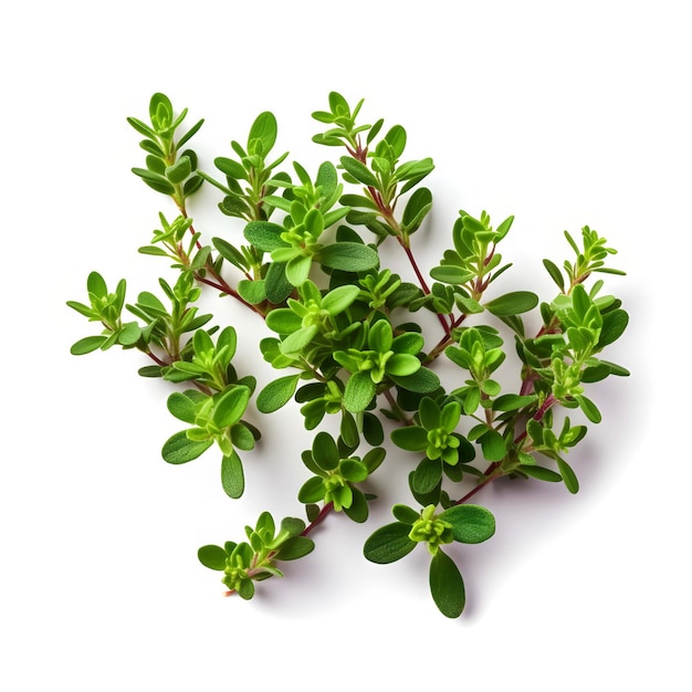 Thyme on white background