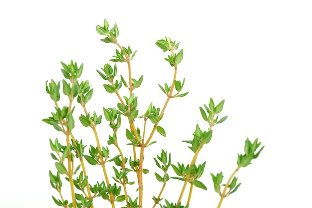 Thyme on white isolated background