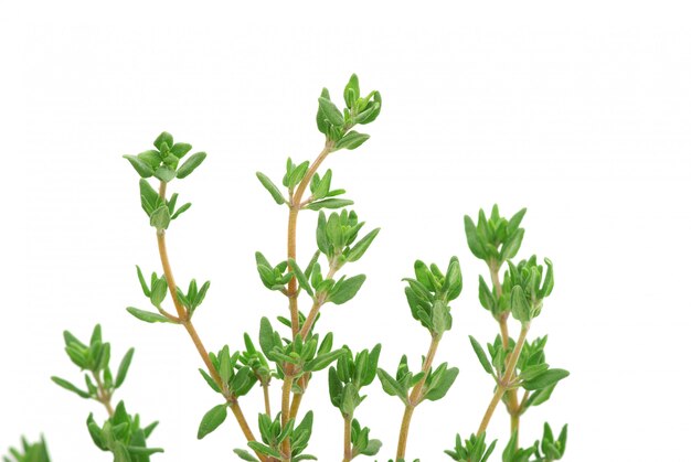 Thyme on white isolated