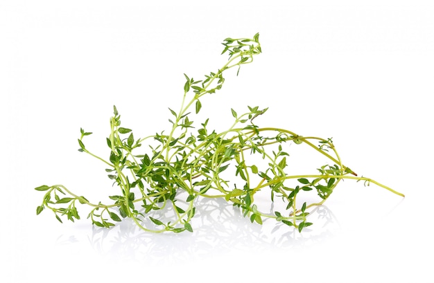 Thyme on white wall