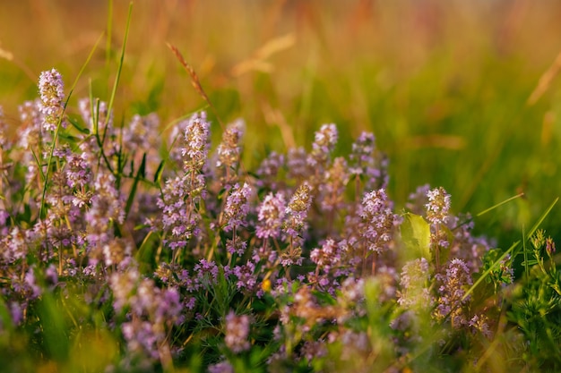 ピンクの花とタイムの野生のハーブの花